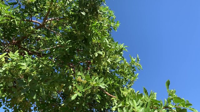 Peppercorn tree blowing in the wind with blue sky background