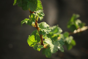 sprig of currant