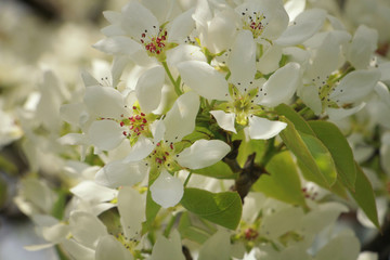 apple tree in bloom