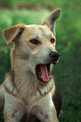 a dog on the nature