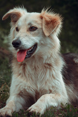 a dog on the nature