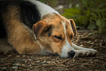 a dog on the nature