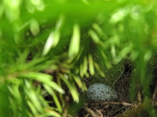 Bird Egg in a Tree