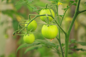 green tomatoes