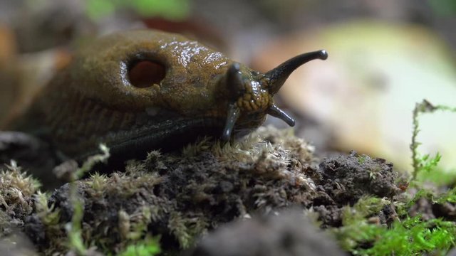 Close-up lockdown shot of mollusc on tiny plants in forest - Steigerwald, Germany