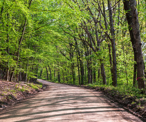 Fototapeta premium A dirt road in the woods on a sunny spring day in Warren County, Pennsylvania, USA