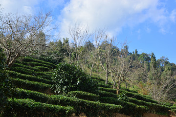 Fototapeta na wymiar Tea plantation on hill