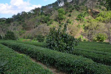 Obraz premium Tea plantation on hill