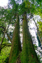 Fototapeta premium 京都 貴船神社