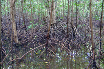 Mangroves are a group of trees