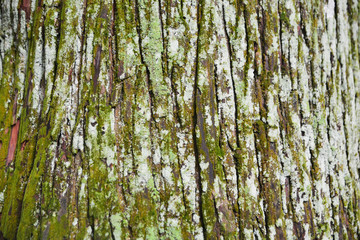 lichen is a composite organism that arises from algae