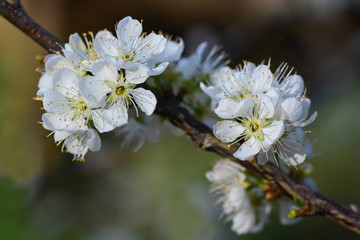 Blooming White Chinese plum flower or Japanese apricot, Korean green plum