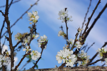 Blooming White Chinese plum flower or Japanese apricot, Korean green plum