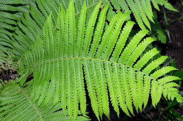 Leaves of fern growing in spring day.