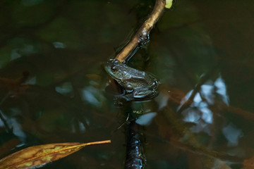 Frog on a branch