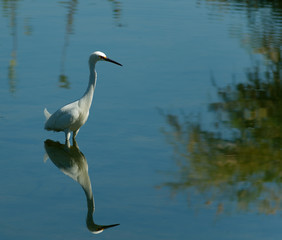Egret’s reflection is looking at the same tree reflection
