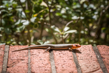 Broad Headed Skink Sitting on Brick in the Sun