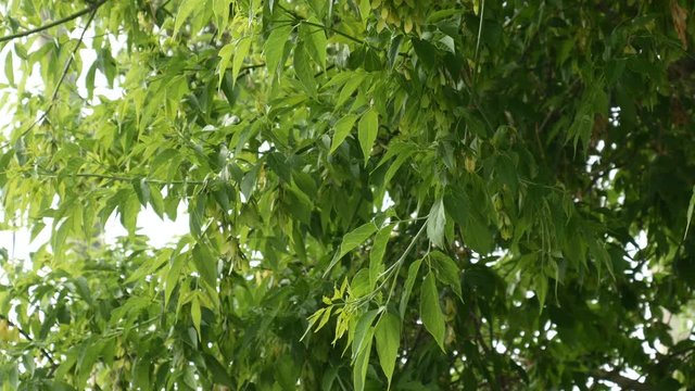 Green leaves of American Maple (Acer negundo) viewed from below.