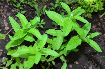 
Mint grows in the garden and is used as a spice.