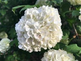 Fototapeta na wymiar white hydrangea flower