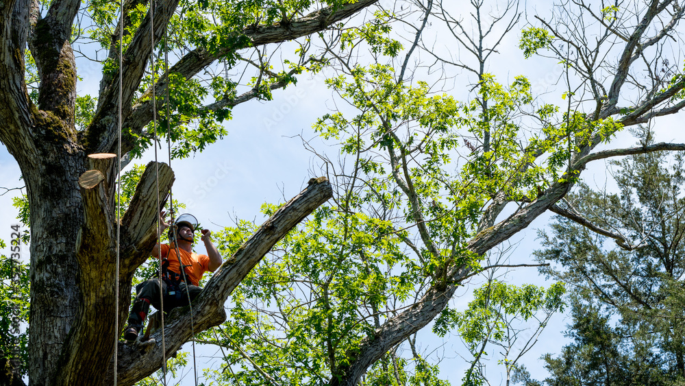 Wall mural worker in orange shirt in tree cutting off dead branches