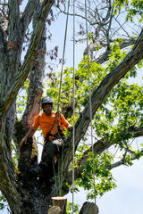 Naklejka na ściany i meble Worker in orange shirt in tree cutting off dead branches