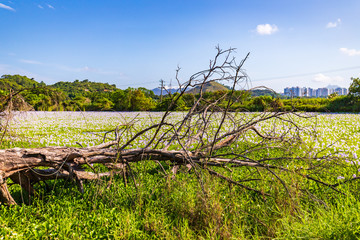 A tree fall down on a sea of flowers (Common water hyacinth blossom) in Hong Kong