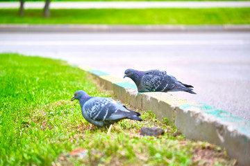 two pigeons sit on the kerb close-up