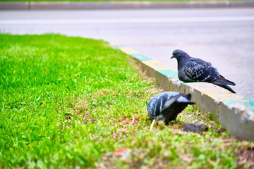 two pigeons sit on the kerb close-up