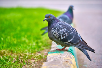 two pigeons sit on the kerb close-up