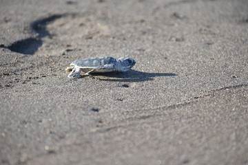 tortuguita verde bebe 