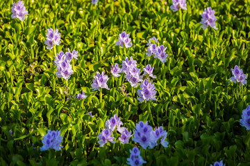 Common water hyacinth blossom, a sea of flowers in Hong Kong