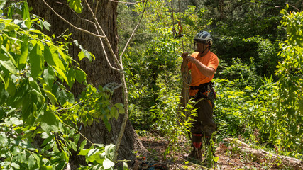 Naklejka na ściany i meble Man in orange shirt and helmet standing at bottom of tree coiling rope after cutting branches off trees