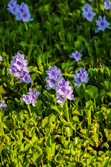 Common water hyacinth blossom, a sea of flowers in Hong Kong