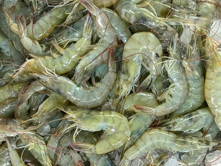 white shrimp in the market