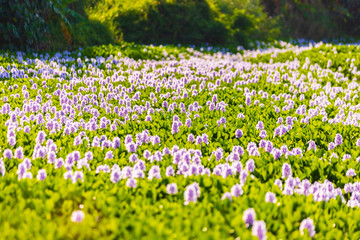 Common water hyacinth blossom, a sea of flowers in Hong Kong