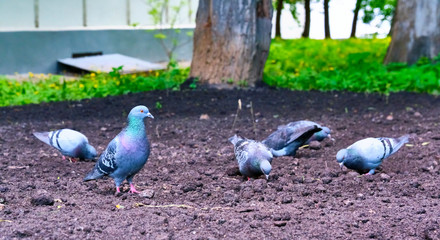 pigeons eat on the ground general plan