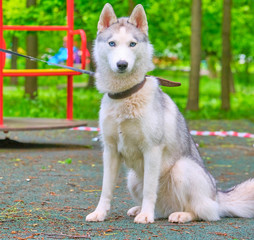 Young Husky Dog general plan