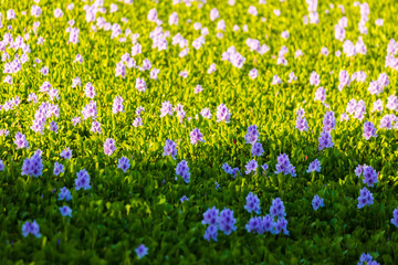 Common water hyacinth blossom, a sea of flowers in Hong Kong
