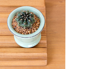 Beautiful cactus in pot put on wood table with Stay home.