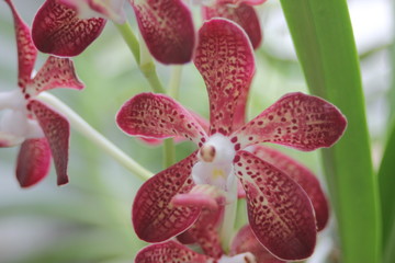 Violet Orchid