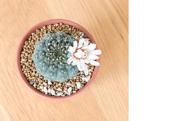 Beautiful cactus in pot put on wood table with Stay home.