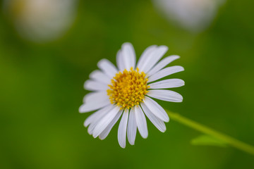 Obraz na płótnie Canvas White Daisy flower in nature with background