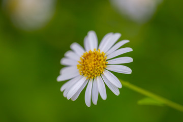 Fototapeta premium White Daisy flower in nature with background