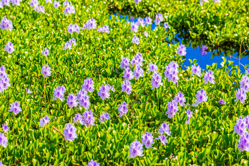 Obraz na płótnie Canvas Common water hyacinth blossom, a sea of flowers in Hong Kong
