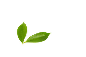 Green leaves on a white background