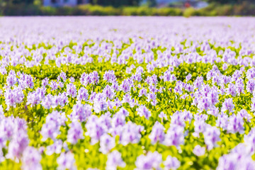 Common water hyacinth blossom, a sea of flowers in Hong Kong