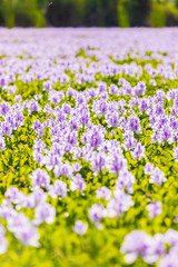 Obraz premium Common water hyacinth blossom, a sea of flowers in Hong Kong
