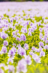 Naklejka premium Common water hyacinth blossom, a sea of flowers in Hong Kong