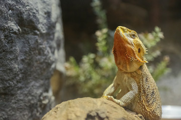 Desert lizard stand looking around and show face